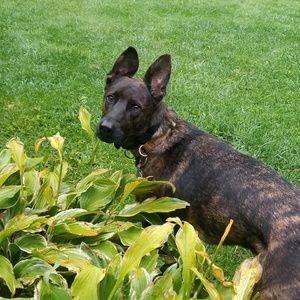 Meet your Posher, Ml